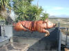 Roasted pig